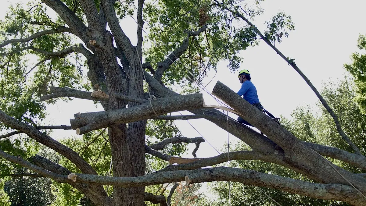 Professional Crown Thinning performed by certified arborists in Dresden